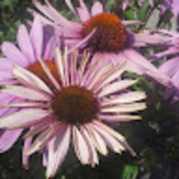 tressa_fletcher